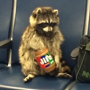 raccoon eating peanut butter