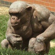 Hairless Chimp