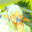 Friede