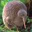 UnPutoKiwi