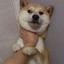 真页