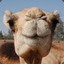 A camel