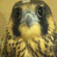 American Fentanyl Falcon