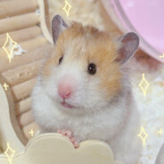 性感小鼠在线上菜