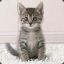 bad kitty......