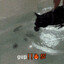gup cat in the tub 🔥🔥🔥