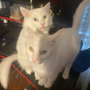 Fart and Booger