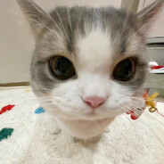 不会踢球的小苟