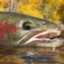SalmonlxlSAUCE