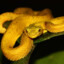 TEF gold_viper
