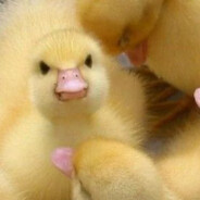 Λρ • Garned утка