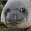 Blubbering Seal