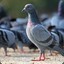 Bird_Pigeon