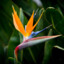 Strelitzia