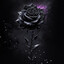 Black Rose