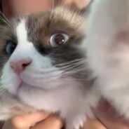 我把我的魔丸捏爆了