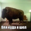 s_novo