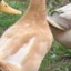 Duckies