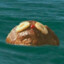 Rum Ham