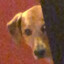 Shlugs