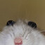 mew mew