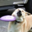 Frisbee