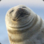 Smug Seal