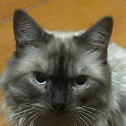Vince_Classico