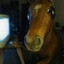 Sad Horse