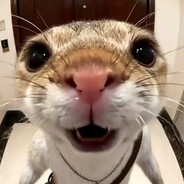 我是扇贝