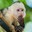 MonkeyyFacee