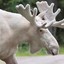 White Moose