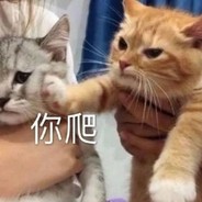 一猫比一猫胖