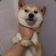咩~