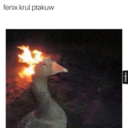 fenix krul ptakuw