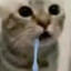 dumb cat
