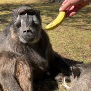 monkey eat banana