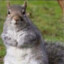 swampside_squirrel