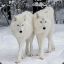 wHiTe WoLf_[BrutaL]