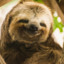 Sloth-