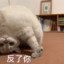 我才打三梭子你就问我对面什么甲？