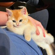 SiMiao（辅导三战战神版）