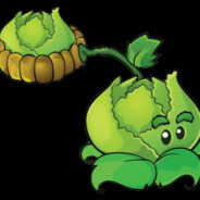 能做到吗卷心菜