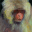 Grass Mud Horse