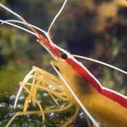 Shrimp