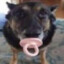Cachorro Chupetão