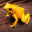 lil Froggie ♥