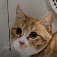 Chimpanzini Bananini