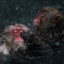 hot spring chimp