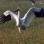 SiberianCrane